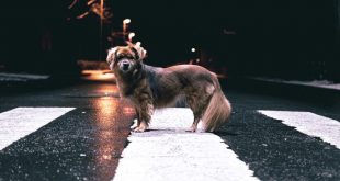 Animal-road-death-toll-report-by-GoCompare