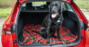 Dog in a car c/o of www.cargurus.co.uk