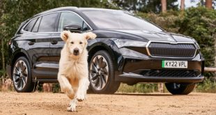 Skoda supporting dogs